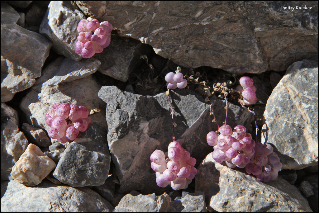 Didymophysa