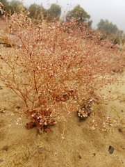 Eriogonum cernuum