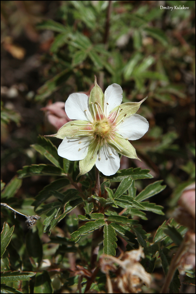 Farinopsis