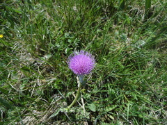 Cirsium dissectum