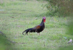 Gallus varius