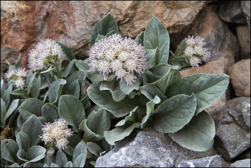 Genus Saussurea · iNaturalist