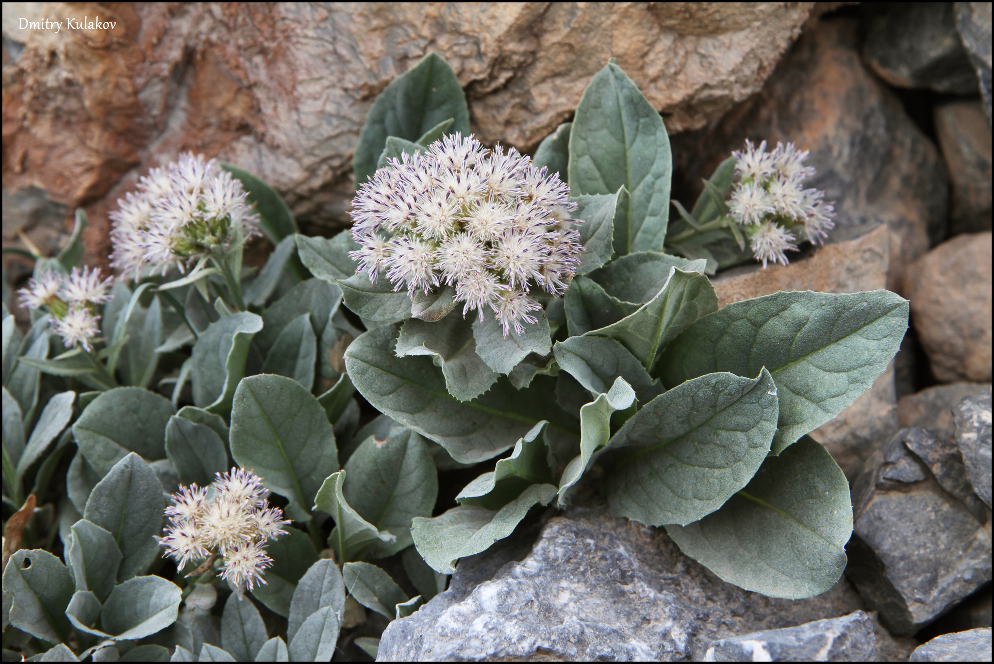 Genus Saussurea · iNaturalist