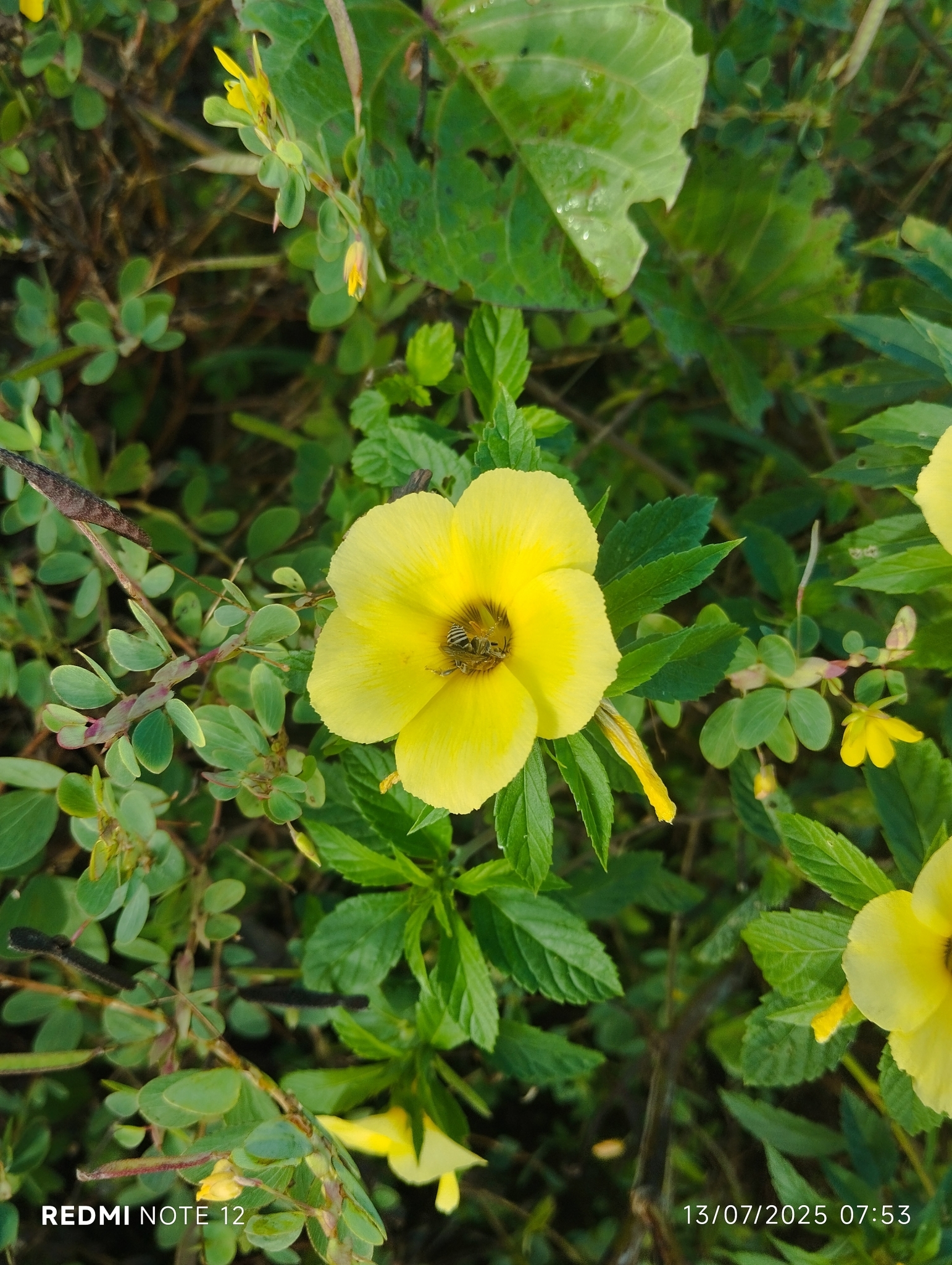 Turnera subulata