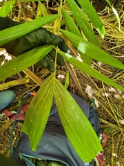 Ptychosperma macarthurii