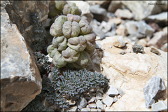 Corydalis fedtschenkoana