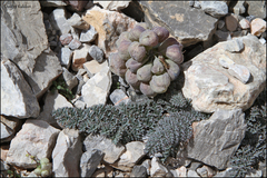Corydalis fedtschenkoana, photograph Dmitry Kulakov, CC BY, iNaturalist via GBIF