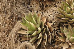 Agave shawii shawii