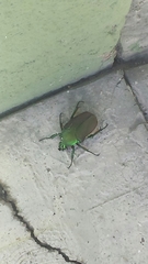 Scarabaeidae