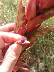 Tillandsia pastensis
