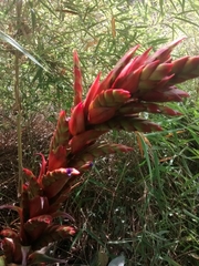 Tillandsia pastensis