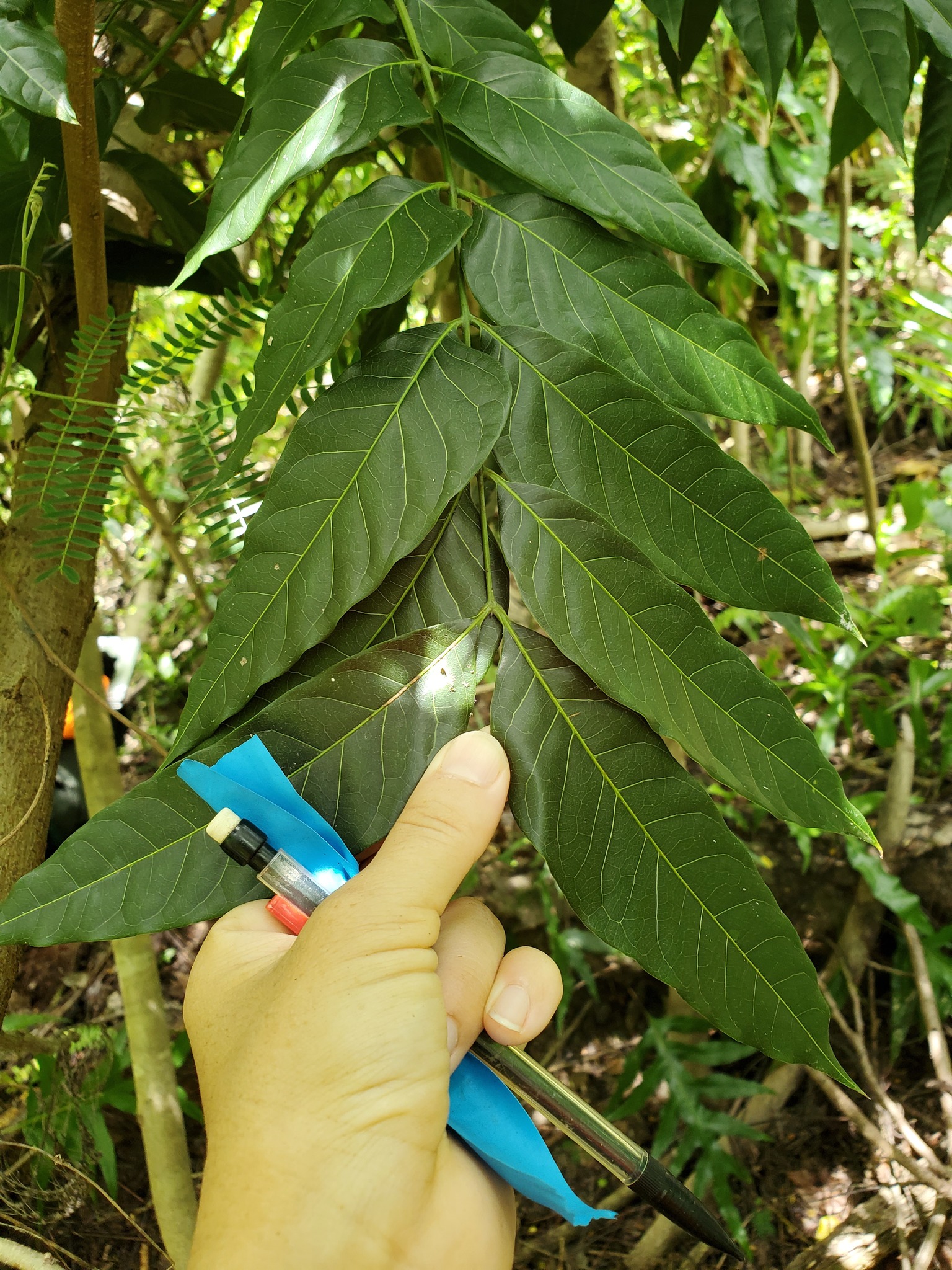 Tristiropsis acutangula