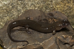 Desmognathus abditus