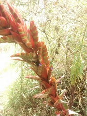 Tillandsia pastensis