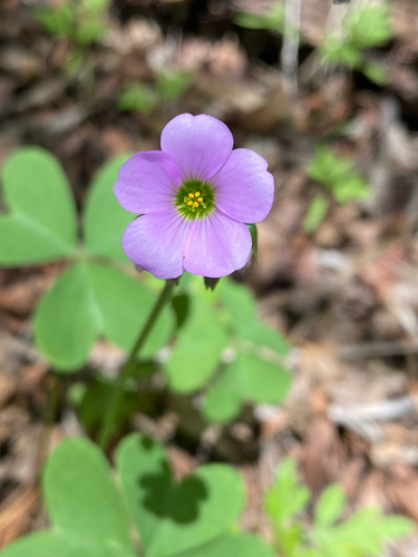 metcalfe's woodsorrel (Oxalis metcalfei)
