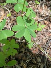 Oxalis metcalfei, photograph (c) Spencer Hurt, some rights reserved (CC BY)