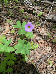 Oxalis metcalfei, photograph (c) Spencer Hurt, some rights reserved (CC BY)