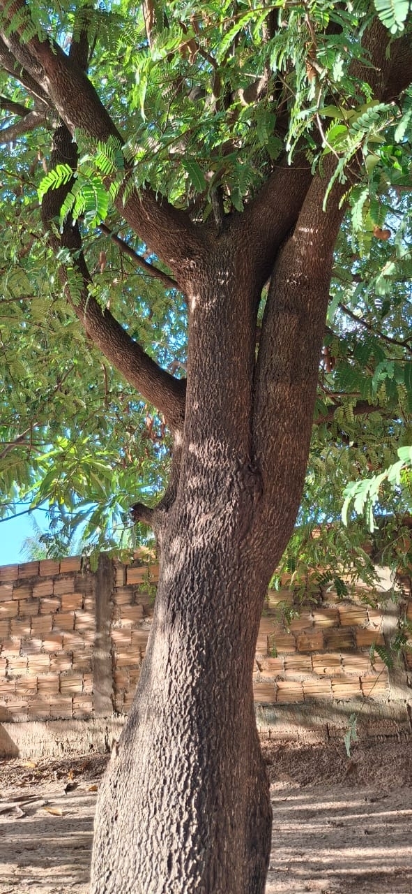 Tamarindus indica