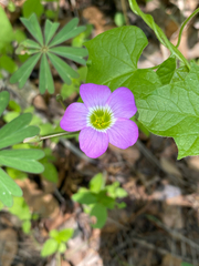 (c) Spencer Hurt, some rights reserved (CC BY) Oxalis decaphylla, photograph (c) Spencer Hurt, some rights reserved (CC BY)