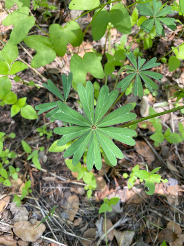 Oxalis decaphylla, photograph 6