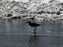 Limosa