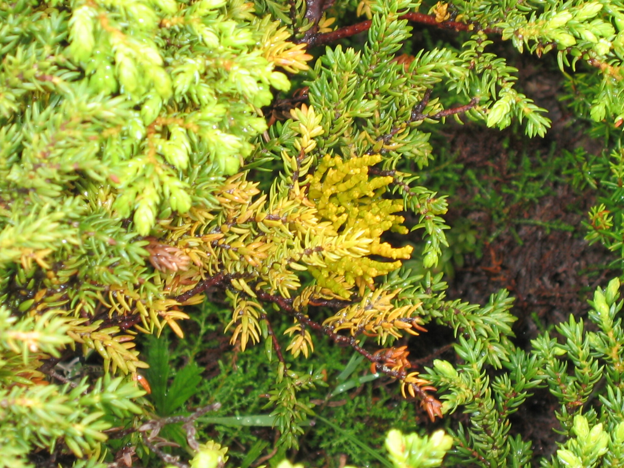 Azores Dwarf-Mistletoe (Arceuthobium azoricum)