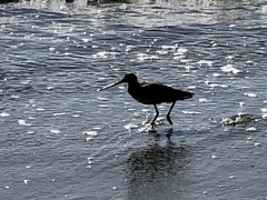 Limosa