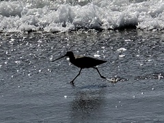 Limosa