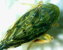 Acinopterus acuminatus