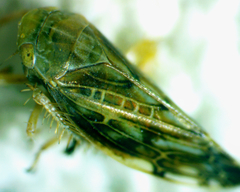 Acinopterus acuminatus