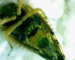 Acinopterus acuminatus