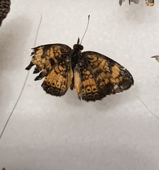 Phyciodes tharos