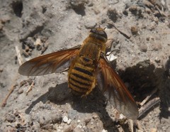 Poecilanthrax lucifer