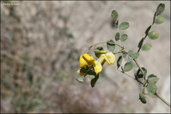 Colutea paulsenii, photograph (c) Dmitry Kulakov, some rights reserved (CC BY)
