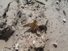 Poecilanthrax lucifer