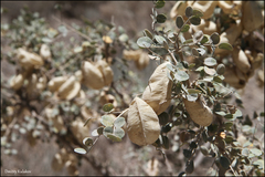 Colutea paulsenii