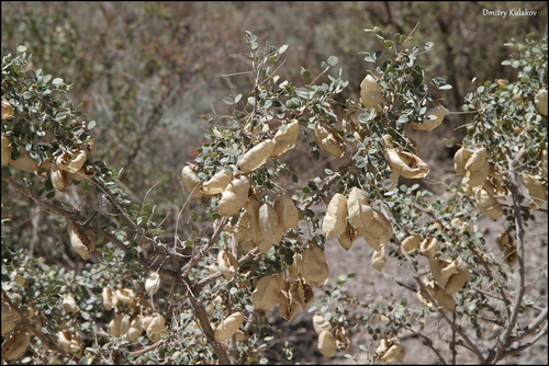 Colutea paulsenii, photograph 1