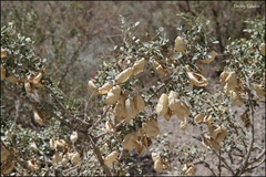 Colutea paulsenii, photograph (c) Dmitry Kulakov, some rights reserved (CC BY)