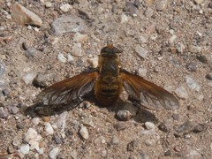 Poecilanthrax lucifer