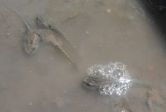 Osteopilus dominicensis