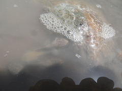 Osteopilus dominicensis