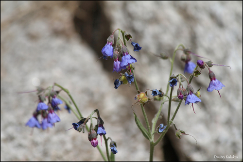 Lindelofia anchusoides