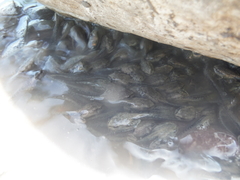 Osteopilus dominicensis