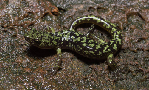 Green Salamander
