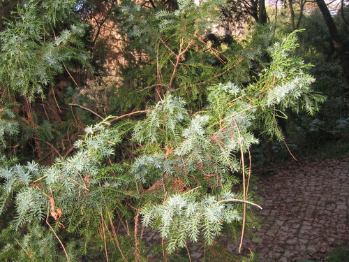Juniperus chinensis iNat (3)