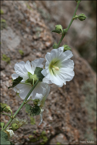 Alcea nudiflora