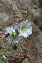 Alcea nudiflora