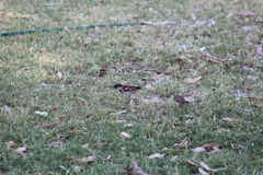Passer domesticus