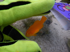 Gobiodon okinawae