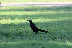Quiscalus mexicanus